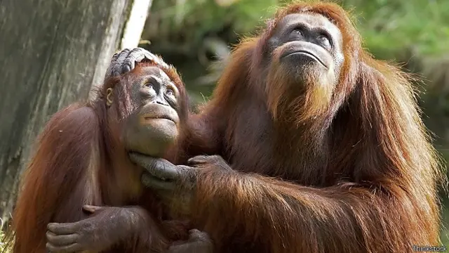 Пара орангутанов