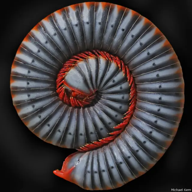 Milpiés arco iris (Foto: Michael Kern)