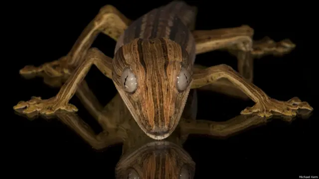 Gecko de cola de hoja (Foto: Michael Kern)