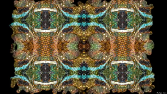 Camaleón pantera (Foto: Michael Kern)