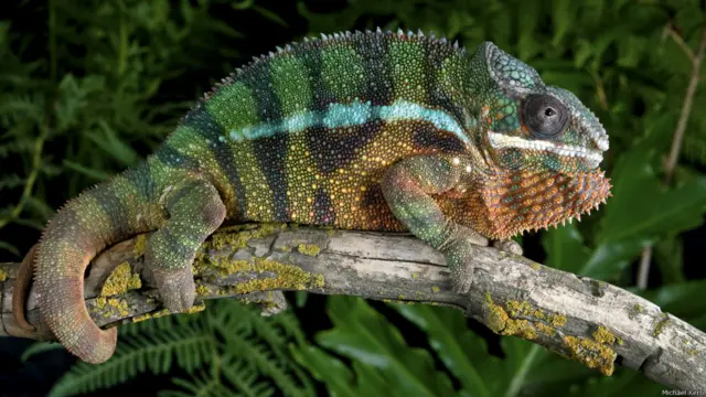 Camaleón pantera (Foto: Michael Kern)