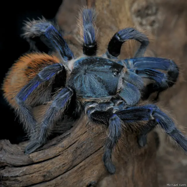 Tarántula azul (Foto: Michael Kern)