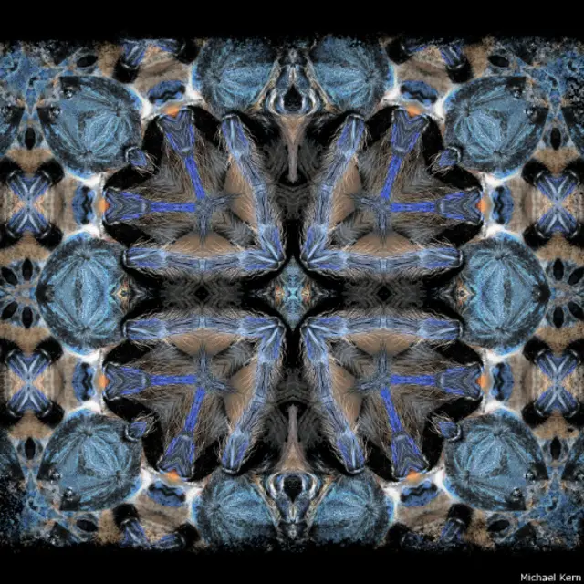 Tarántula azul (Foto: Michael Kern)