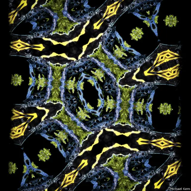 Rana de dardo venenoso (Foto: Michael Kern)