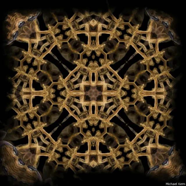 Gecko de cola de hoja (Foto: Michael Kern)