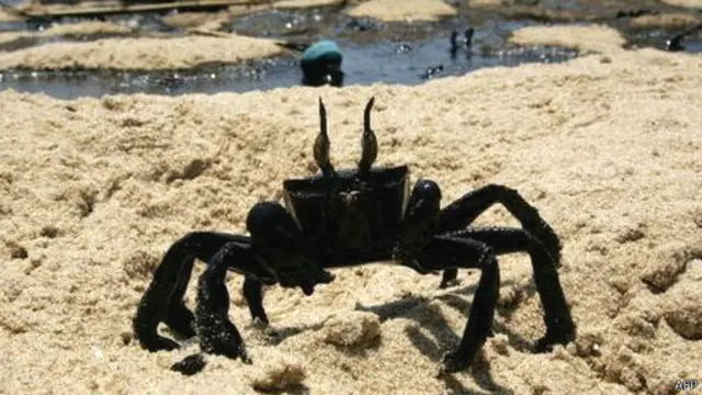 Tumpahan minyak di Libanon kini melebar 120 kilometer sepanjang pesisir laut.