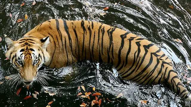 سندربن کے جنگلات میں ہر سال ان چیتوں کے حملوں میں درجنوں افراد مارے جاتے ہیں