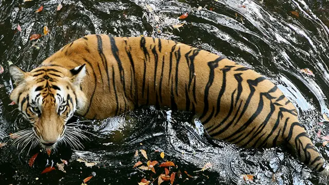 جنگلی حیات کے تحفظ کا عالمی فنڈ پہلے ہی کہہ چکا ہے کہ شیر جنگلات میں معدومی کے خطرے سے دوچار ہیں