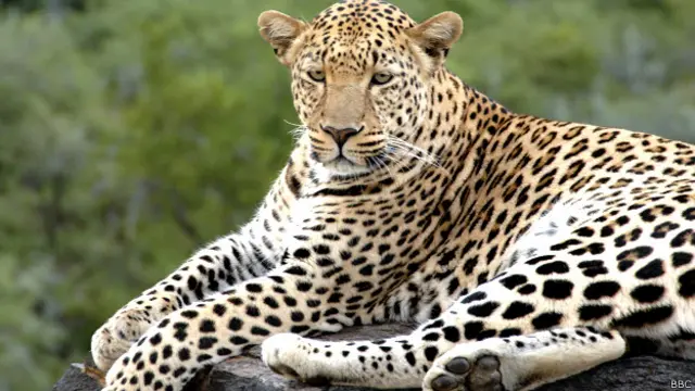 अफ्रीकी तेंदुआ