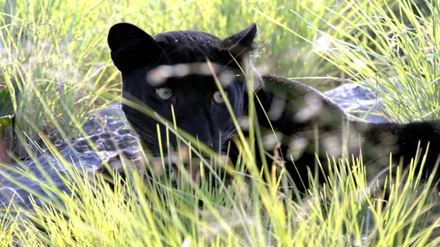 इंडोनेशियाई तेंदुआ