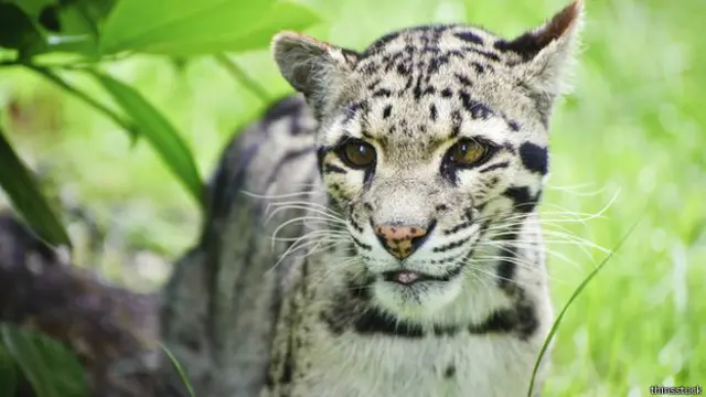 Macan tutul merupakan satwa liar yang paling banyak ditemukan dalam perdagangan ilegal itu.