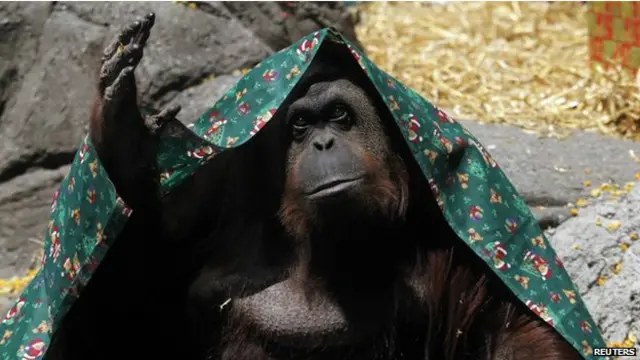 ओरांगउटान