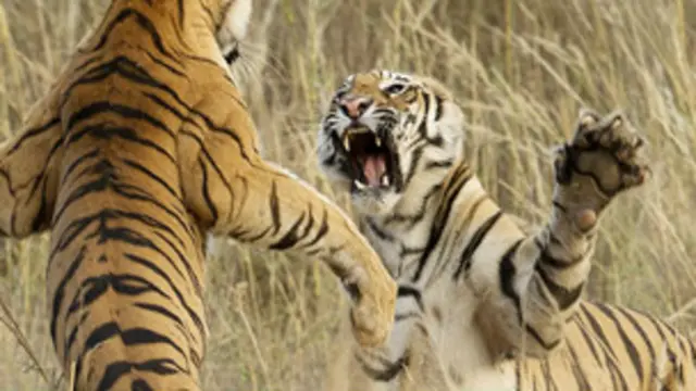 虎骨長期以來都被視為是能夠強身健骨的名貴中藥藥材,但是根據野生動物保護條例,虎骨已經禁止在中成藥中使用