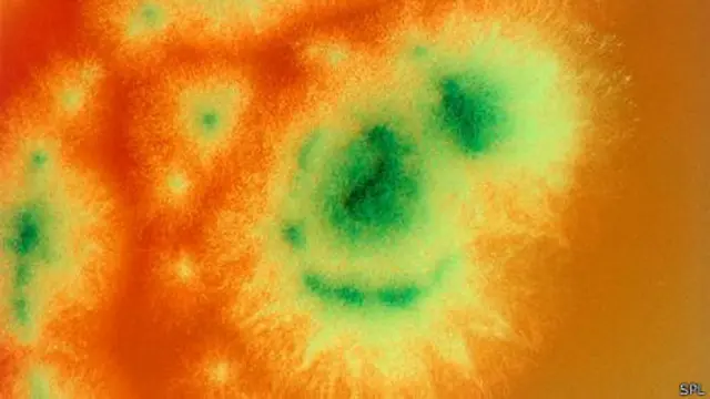 O fungo 'Penicillium roqueforti'
