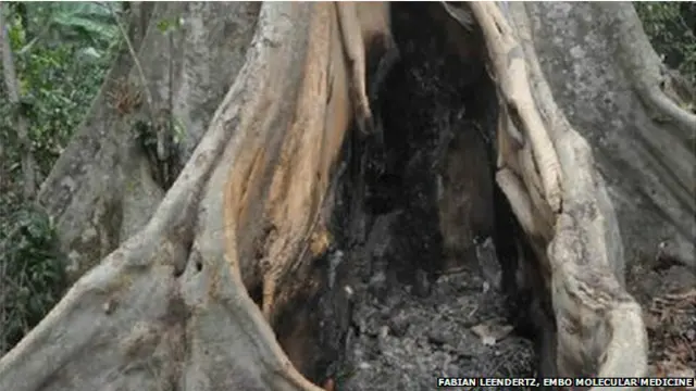  سائنسدانوں کا خیال ہے کہ ایبولا وائرس اس کھوکھلے درخت میں رہنے والے چمگادڑوں سے دو سالہ امیل کو منتقل ہوا