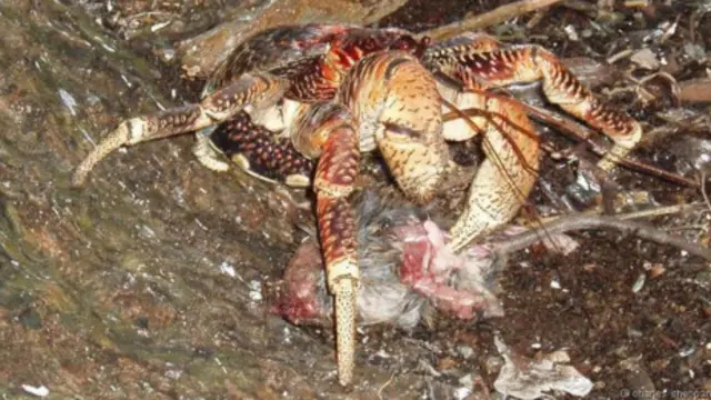 Caranguejo come ratazana morta