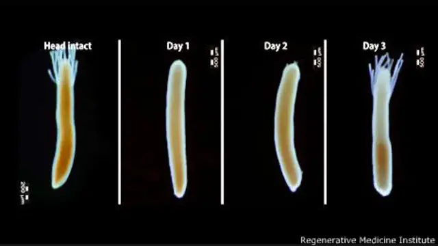 Observação da hydractinia