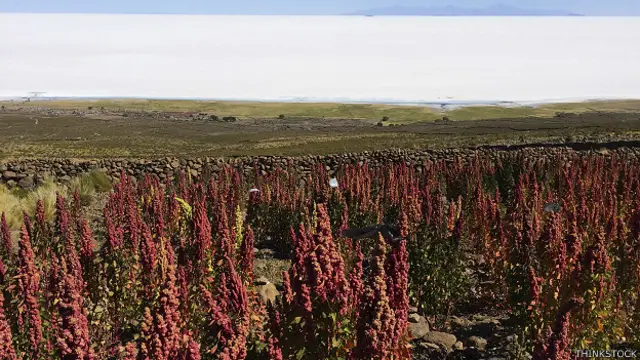 Cultivo de quinua