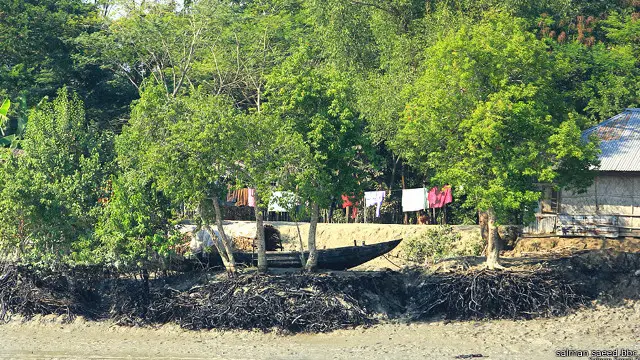 سندربن میں ماحولیاتی تبدیلیوں کی وجہ سے سمندر کا نمکین پانی ذرخیز زمین کو متاثر کر رہا ہے