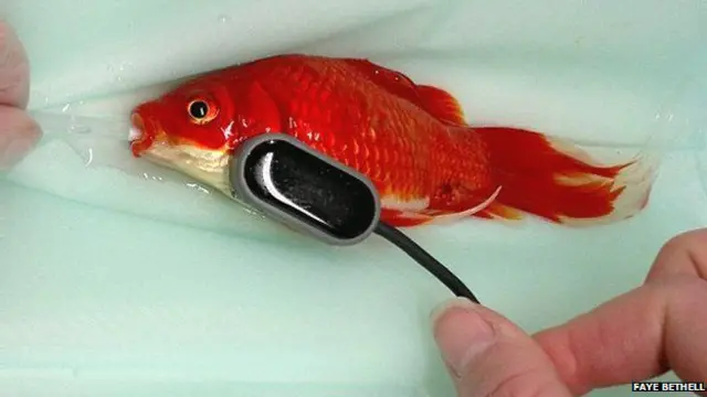 小金鱼接受手术时一直保持身体湿度，并通过微型仪器检测其心律。 