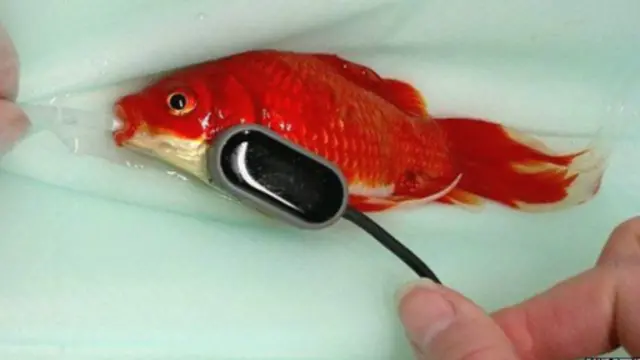 金鱼