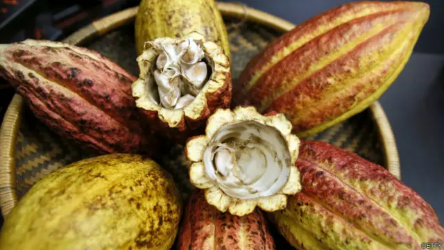 Semilla de cacao.