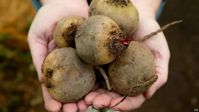 Сырая свекла