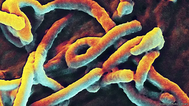 تسبب الفيروس في مصرع نحو 8000 شخص