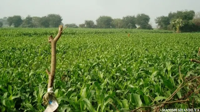 जमूनिया धार के बगल के खेत, भागलपुर