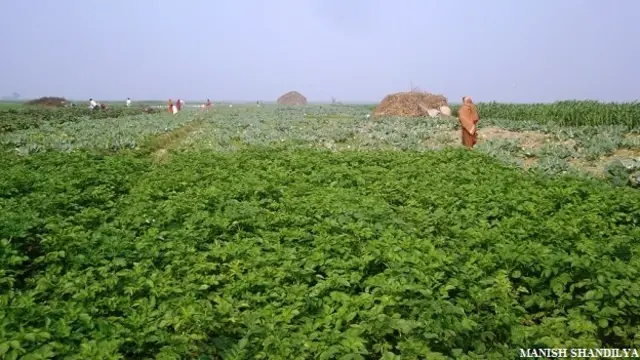 जमुनिया धार के किनारे से लगे खेत