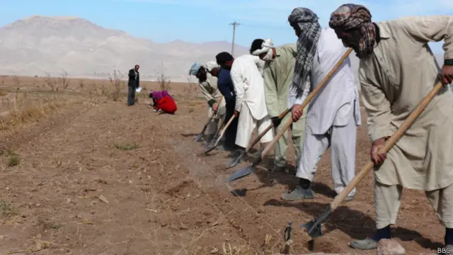 سږ کال په هرات ولایت کې د زعفرانو د محصول کچه د تېر کال پر تله ۲۵ سلنه راټېټه شوې