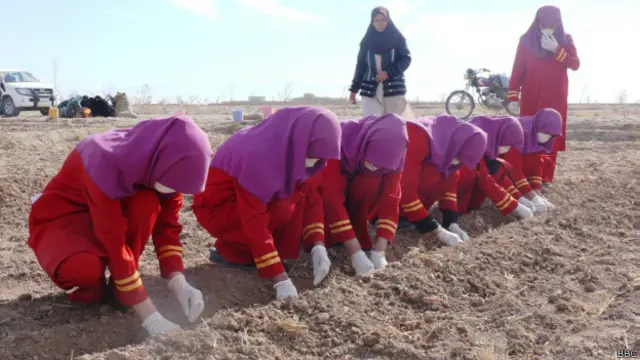 زعفران په یوه ځانګړې محدوده کې یو ځل کرل کېږي او محصول یې د هر کال په تېریدو سره زیاتېږي