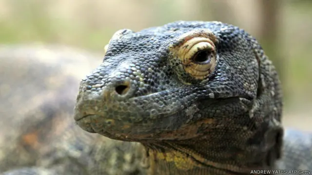 En 2006 dos dragones de Komodo hembras, el mayor de los lagartos, dieron a luz en un zoológico de Londres sin intervención de machos.