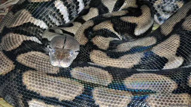 El año pasado Thelma se convirtió en el primer caso documentado de una pitón reticulada virgen que se reprodujo.