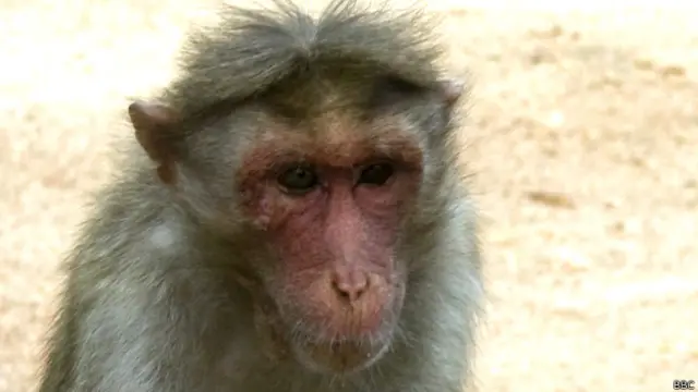 बंदर (फ़ाइल फोटो)