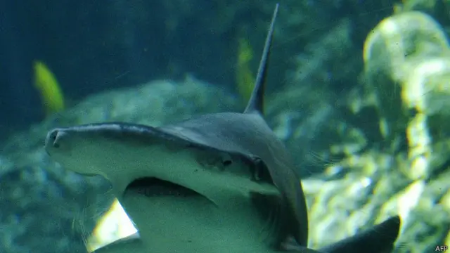 También se han descubierto casos de madres vírgenes entre los tiburones cabeza de martillo.