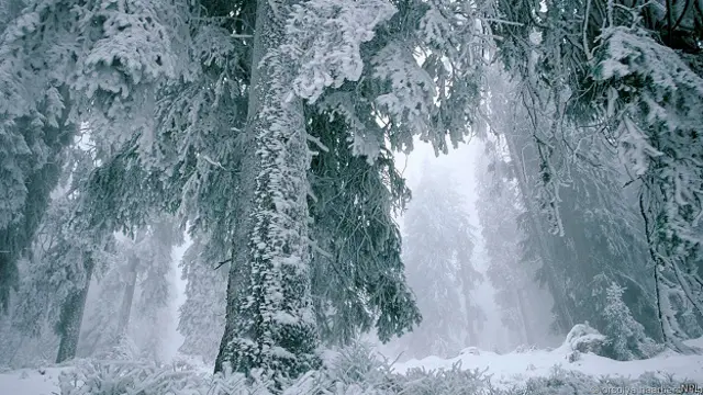 Хвойные деревья