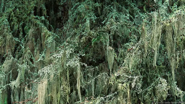 Лишайник на елях