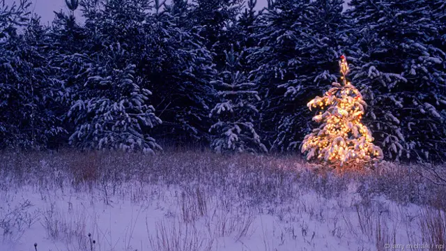 Елочка в лесу