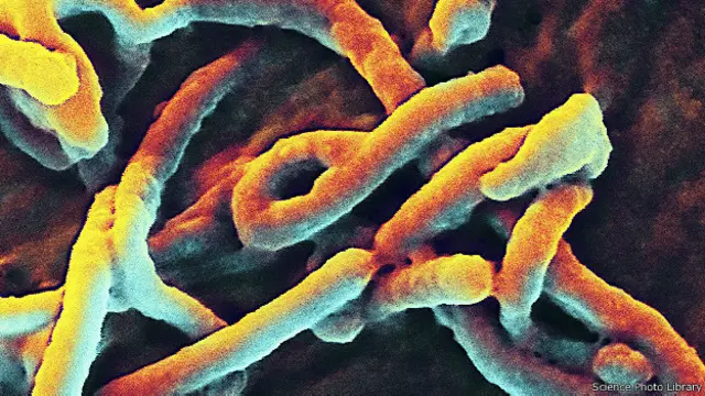 Вирус Эболы