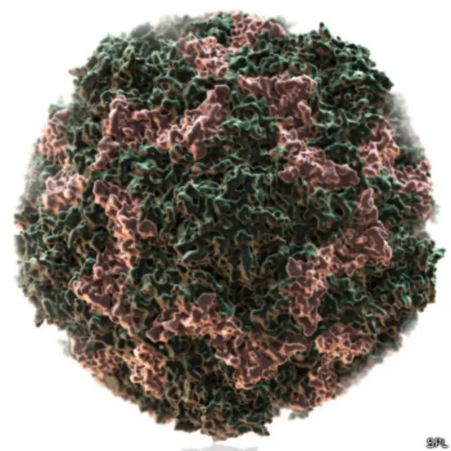 راینو ویروس، یکی از کوچکترین ویروسهای دنیاست