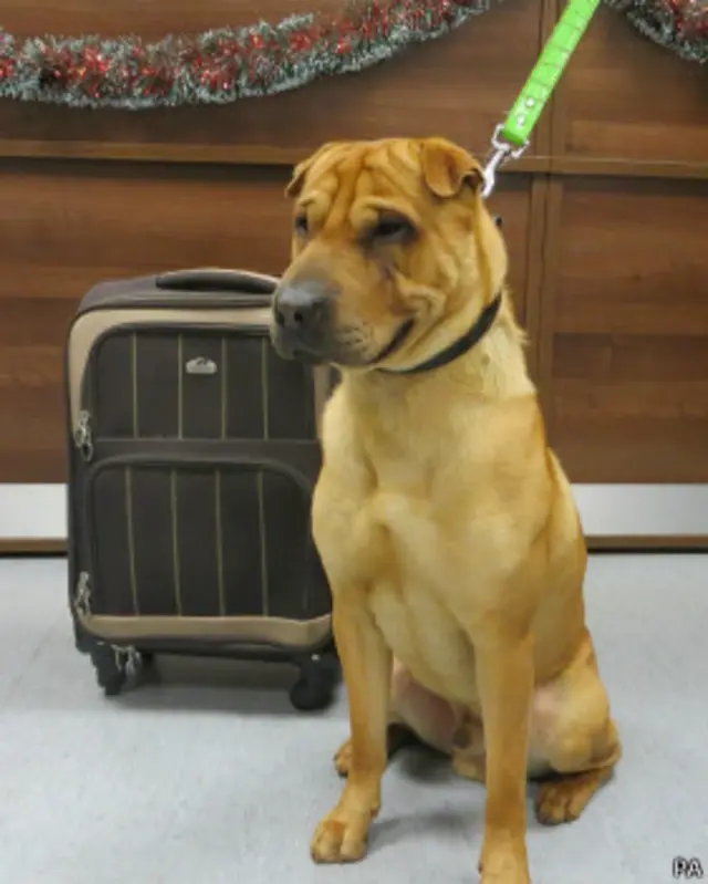 स्कॉटलैंड का लावारिस कुत्ता