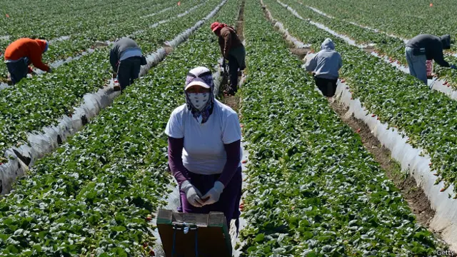 Campo de fresas en California