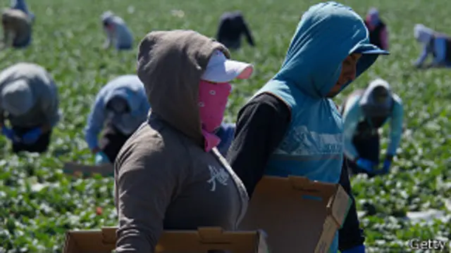 Cultivadores de fresas en California