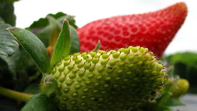 Fresas