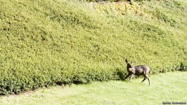 Bernie Ecclestone: "Es un ciervo. Ha estado allí por años. No ha crecido ni hecho nada, pero también hay un ciervo de verdad en el jardín".