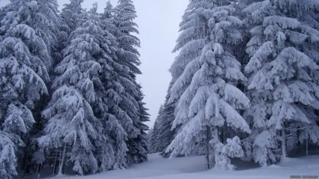 Фото: Сергей Цимбулов