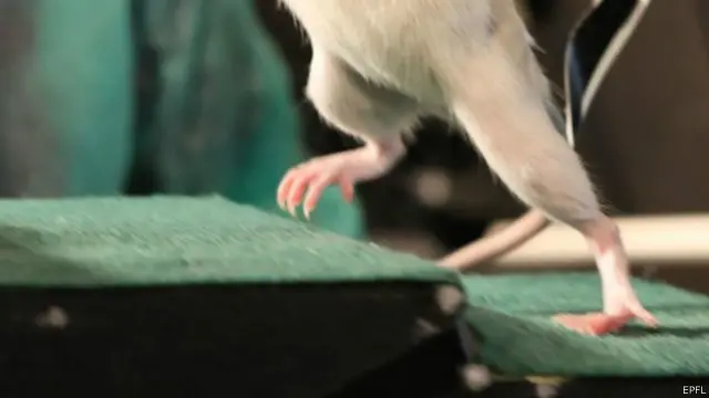 الفئران المصابة في النخاع الشوكي استطاعت المشي على سلم مرة أخرى بعد تلقيها عقاقير السرطان التجريبية