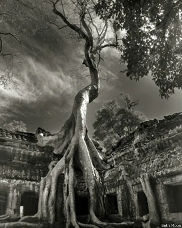 کمبوڈیا میں اینکور کا مندر تقریباً ایک ہزار برس قدیم ہے۔ اس درخت کو دیکھ کر لگتا ہے جیسے قدرت نے بھی مندر کے نیچے دفن قدیم انسانی تہذیب پر اپنا حق جتا لیا ہو۔ 