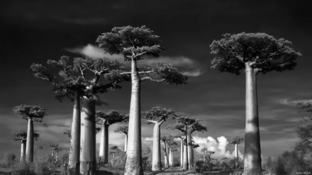 ’باوباب‘ قسم کے درختوں کی پہچان ان کے مخصوص پُھولے ہوئے تنے ہوتے ہیں۔ یہ درخت مڈغاسکر، افریقہ اور آسٹریلیا کے خود رو درخت ہیں اور ان کے تنوں میں جمع ہونے والا پانی اتنا زیادہ ہوتا ہے کہ یہ برسوں کی خشک سالی میں بھی زندہ رہ سکتے ہیں۔ 